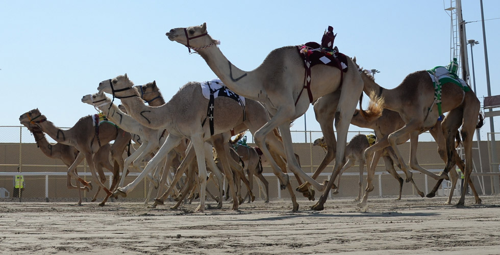 مهرجان مزاين الابل وسباق الهجن