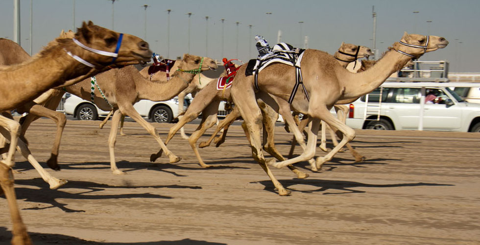 برنامج سباقات الهجن في أبوظبي