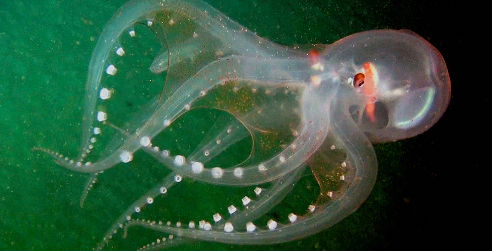 اكتشاف كائنات جديدة في البحر 