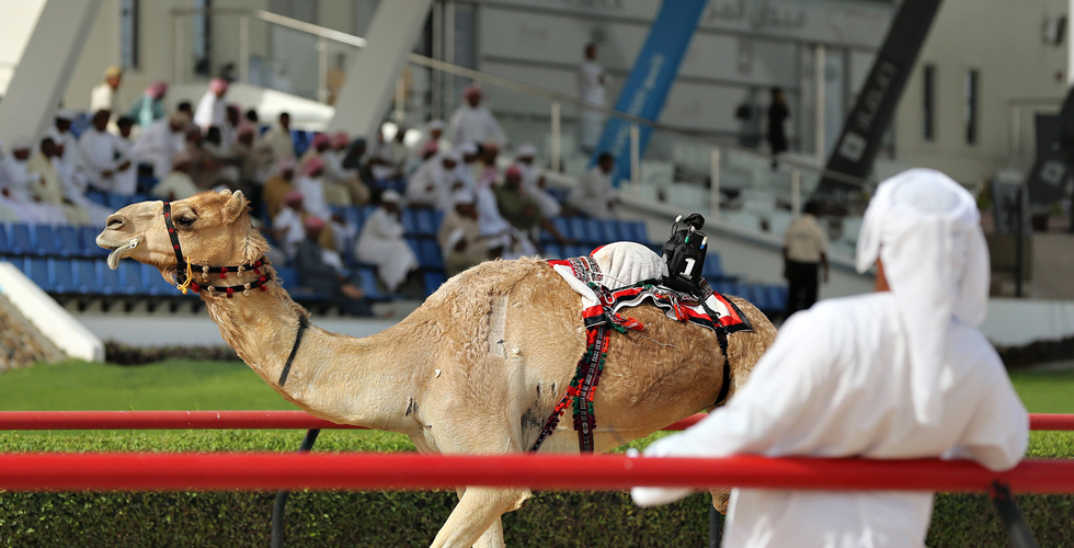 مهرجان المرموم 2015 للهجن الاصيلة 