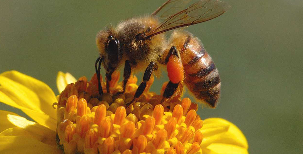 تناقص نحل العسل يهدد الحياة البشرية في أميركا