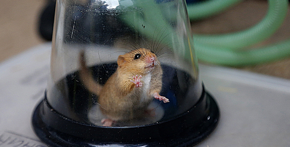 علماء يسيطرون على أدمغة الفئران عن بُعد