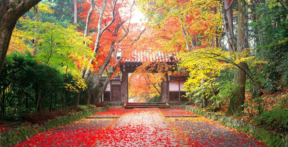 ما اجمل الخريف في آسيا 