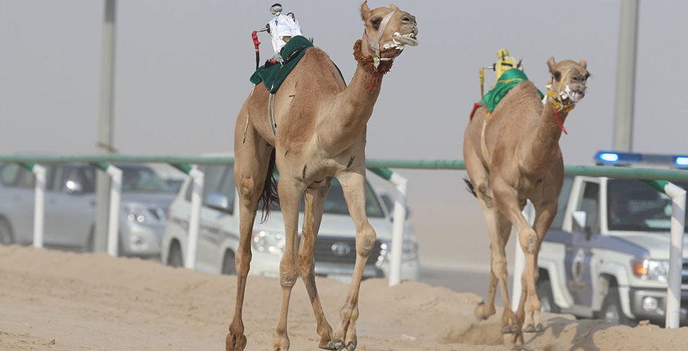 مطايا الامارات تتقدّم الهجن الخليجي