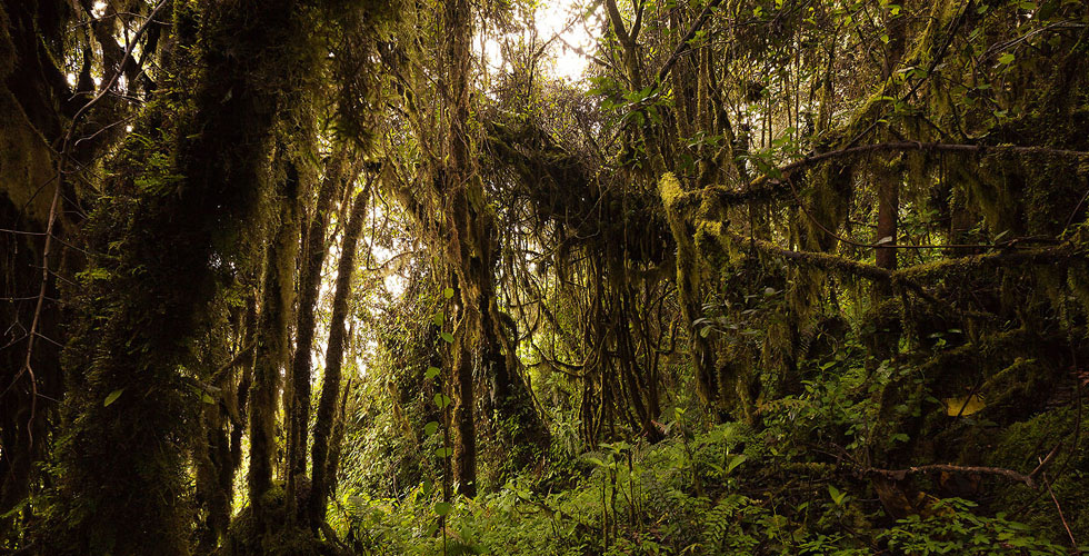 أشجار الجوز والكاكو ستنقرض من الامازون