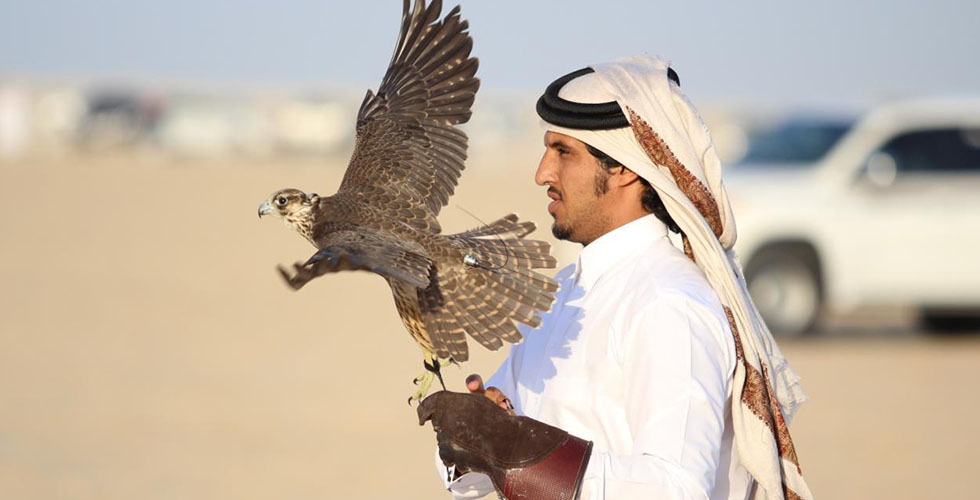 حين تتنافسُ الصقور في أجواء قطر