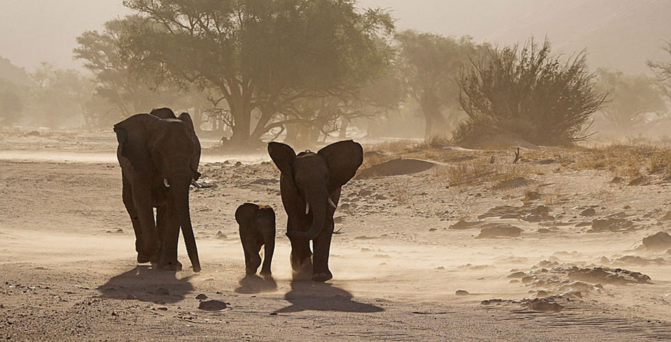 فيلة صحراء مالي الى انقراض
