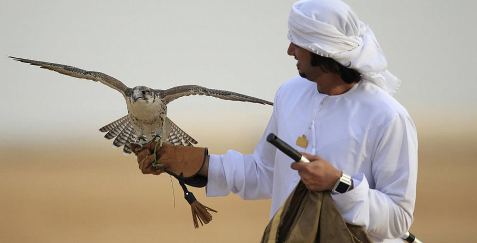  مهرجان الصيد والصقور بالمزاين