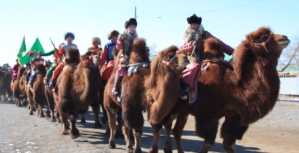 أكبر سباق جِمال في منغوليا