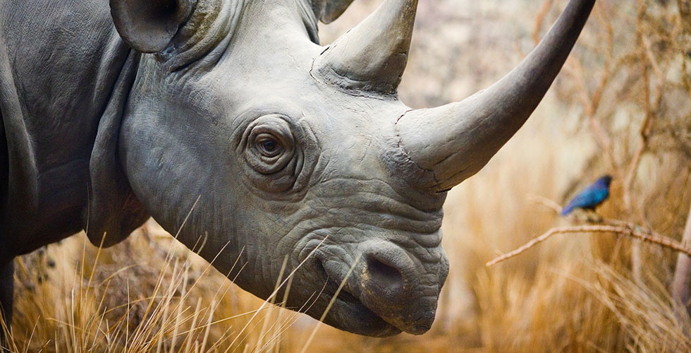 هل تشفي  قرون وحيد القرن من السرطان؟