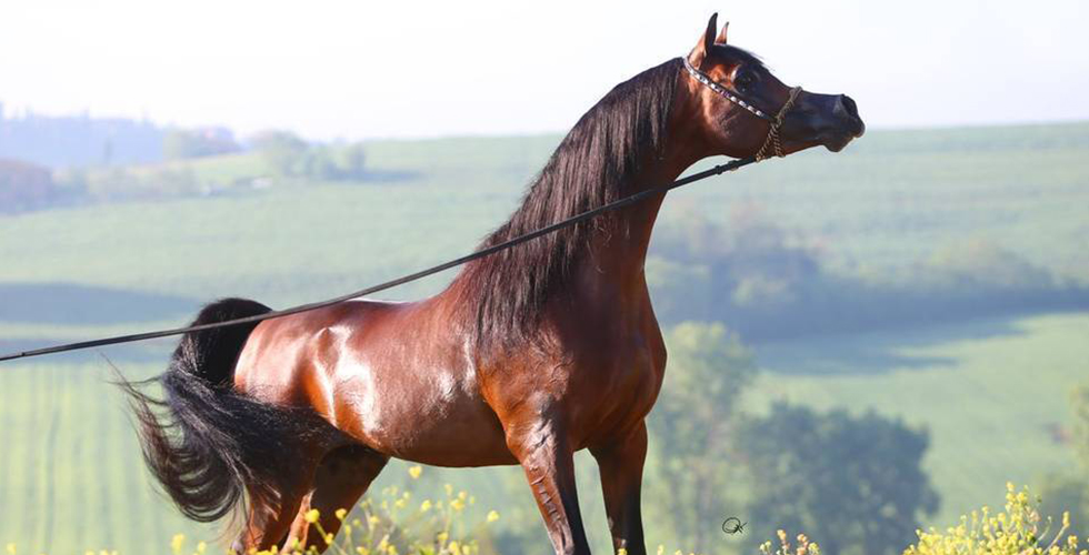 قريبا بطولة جمال الخيل العربية