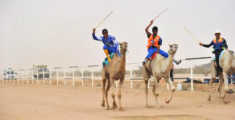 سباق الهجن في حماوة ميدان العرفاء