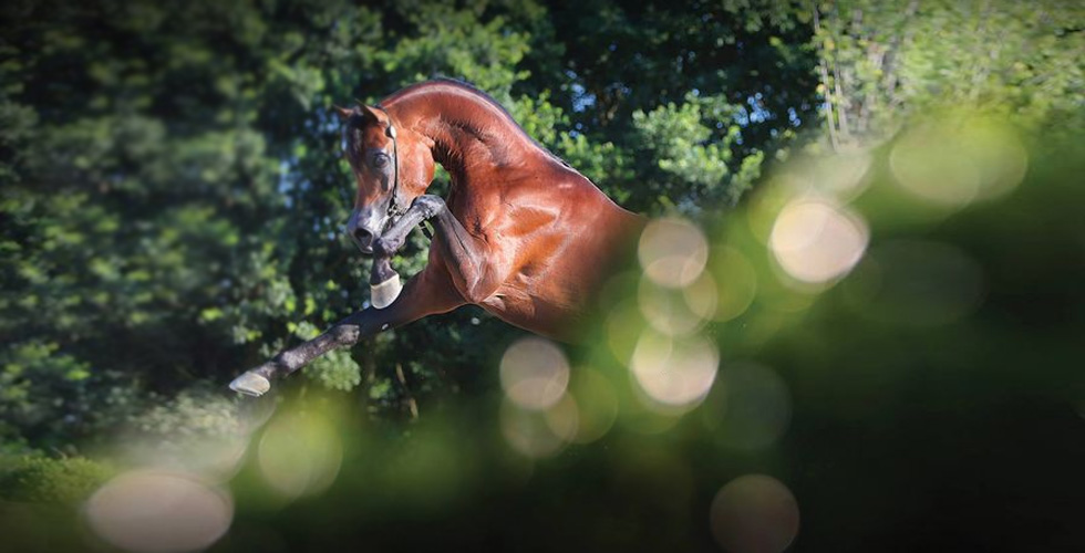 أوروبا تتنافس في الخيل العربي الاصيل 