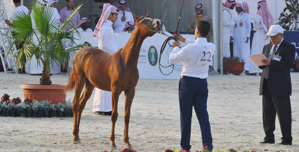 السعودية والخيل العربية الاصيلة