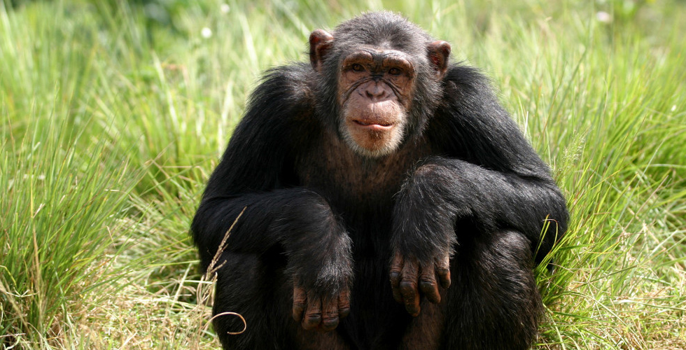 من قال ان الشمبانزي لا يفكر كالبشر؟