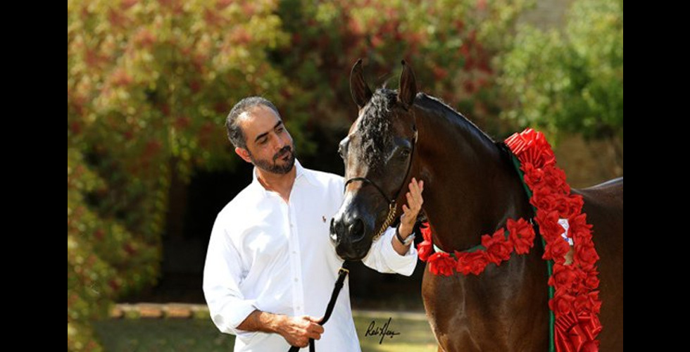 ذهبياتٌ للخيل الاماراتي في اميركا 