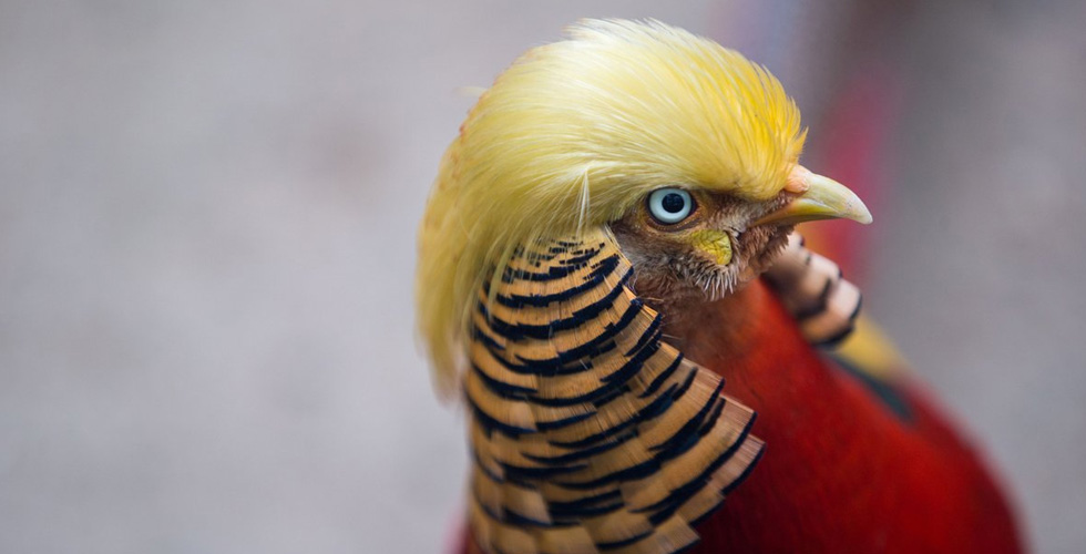 طائر صيني يشبه ترامب 