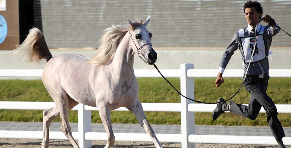 عجمان وجمال الخيل العربي 