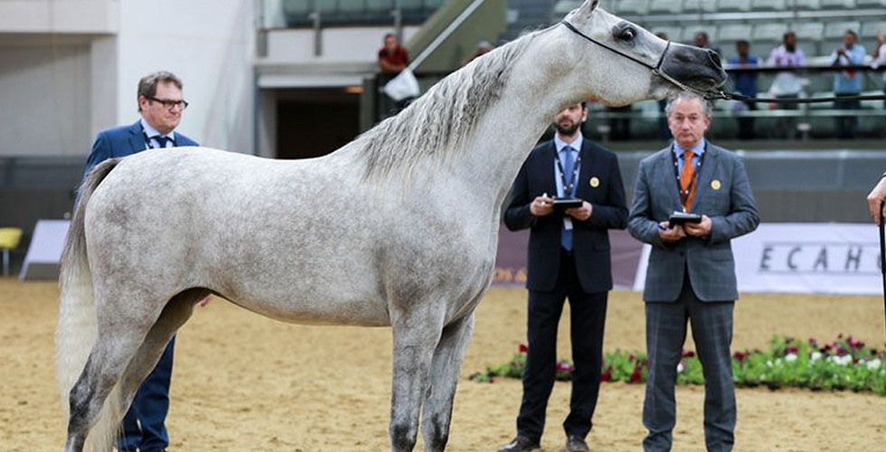 جمال خيل الجزيرة العربية في قطر