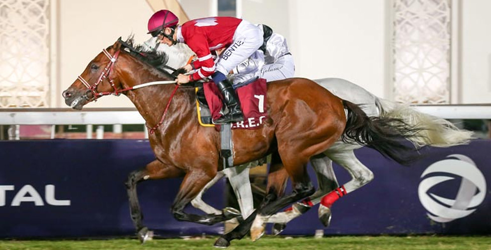 الحصان الأحمر الاول في قطر  