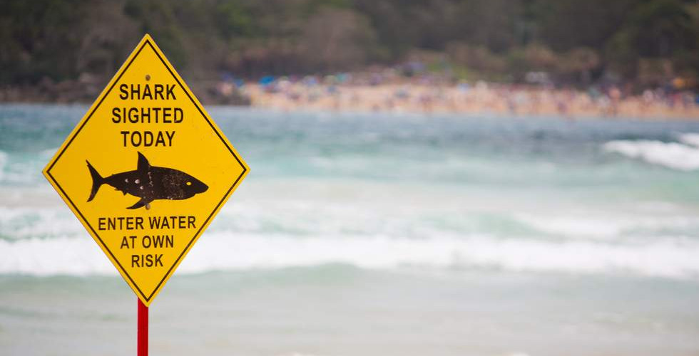 أسماك القرش تهدد السياحة في استراليا 