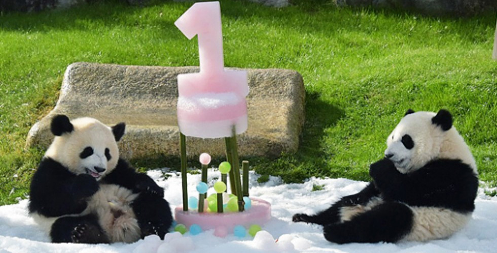 توأما الباندا سعيدان في عيد ميلادهما 