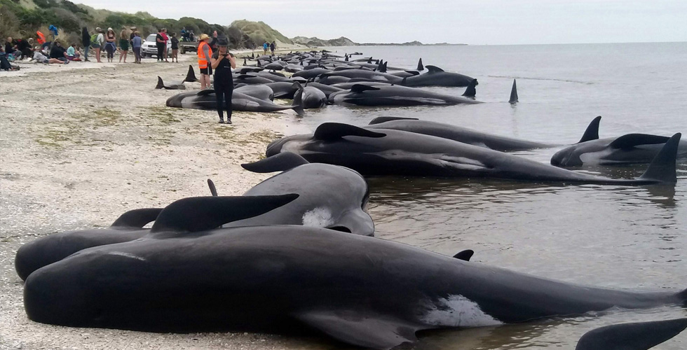 المد والجزر يعيق انقاذ الحيتان في نيوزيلندا 