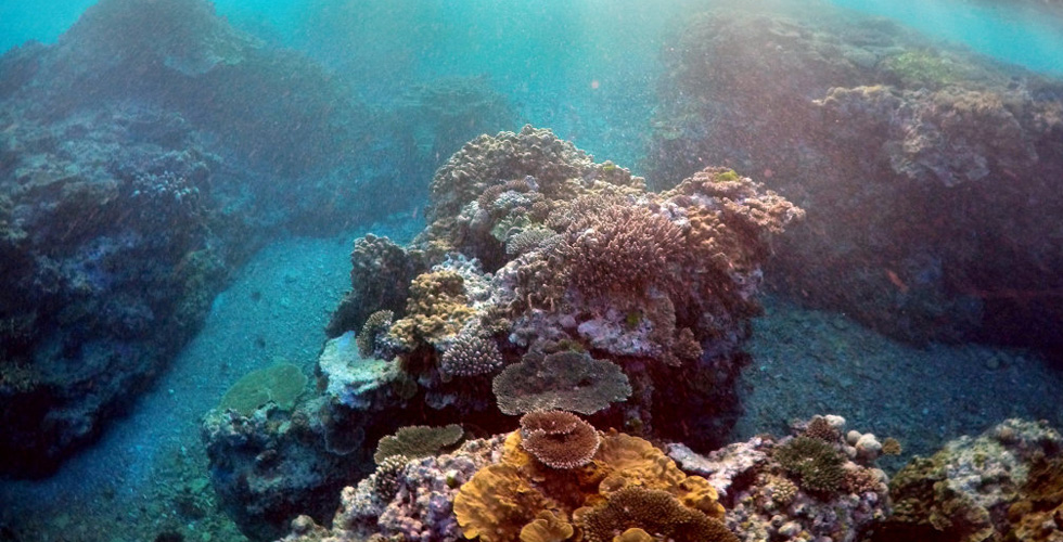 محاولات دولية لانقاذ المرجان 