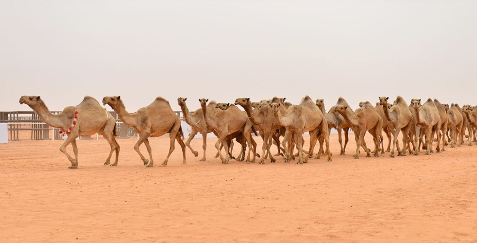 الإبل في مهرجان الملك عبد العزيز 