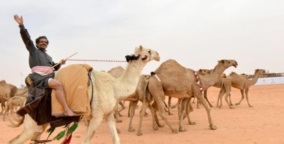 مهرجان الملك عبدالعزيز للإبل