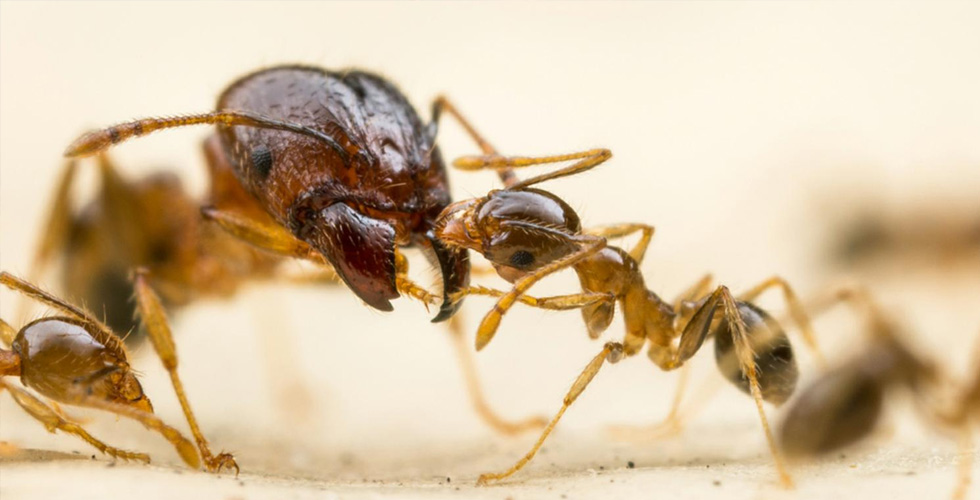حرب النمل كحرب البشر