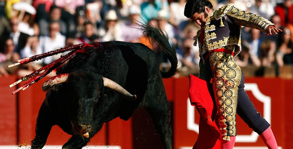 ممنوع قتل الثيران في حلبة المصارعة الاسبانية