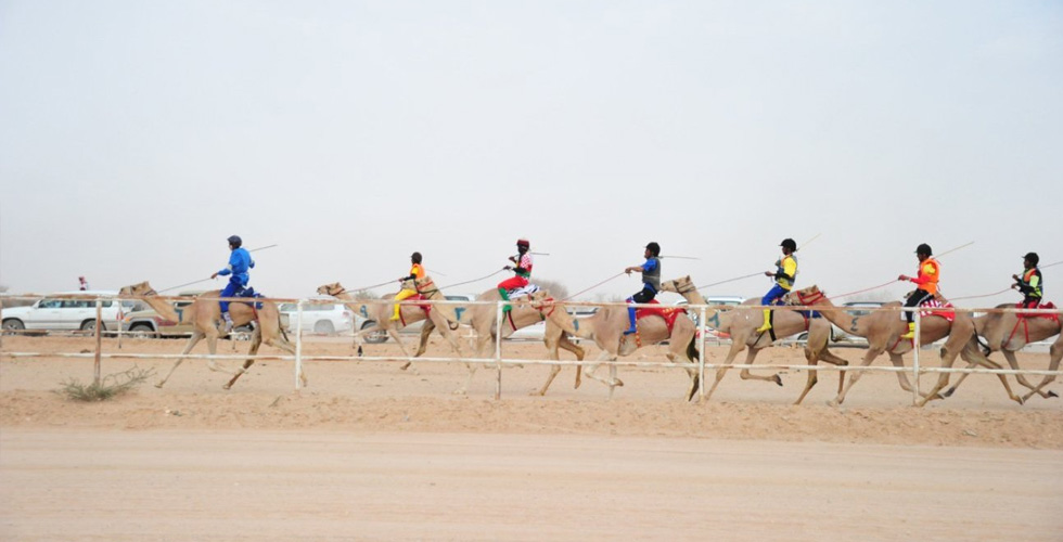 سباقات الهجن وإقبال الجمهور الشغوف