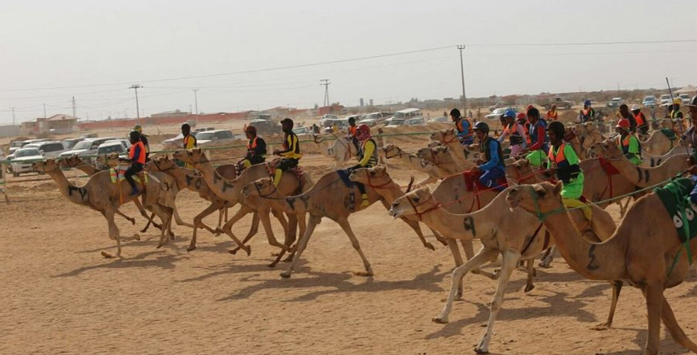 سباقات الهجن للمصيف في أبهى منافساتها