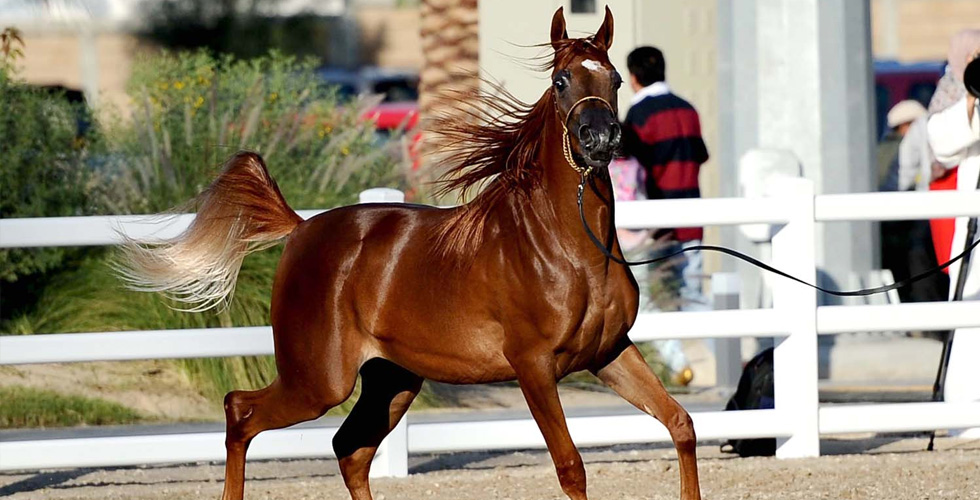 جمال الخيول العربية الأصيلة في الشارقة