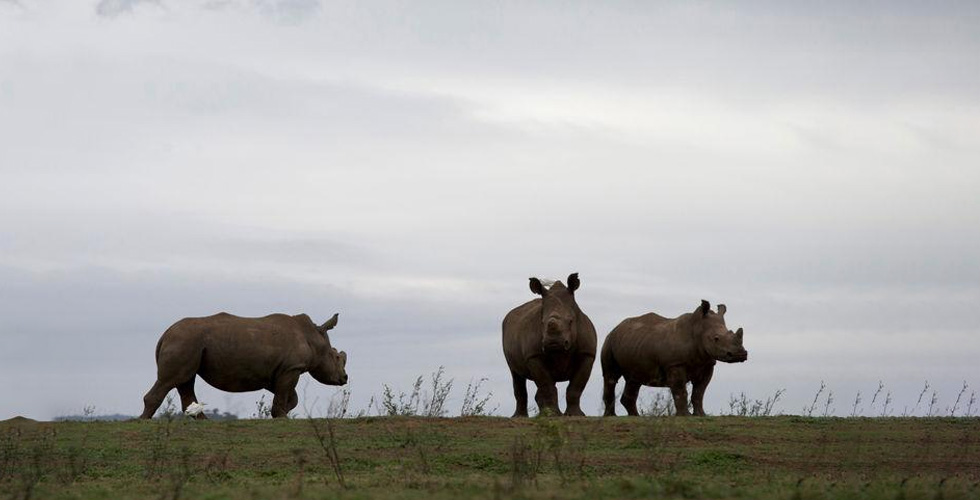 هل ينقرض قريبا وحيد القرن؟