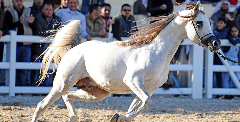 موعد جذاب في مهرجان الكويت الدولي للجواد العربي