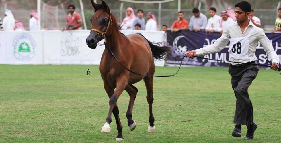 البطولة الوطنية الـ 9 لجمال الخيل العربية الأصيلة بالأحساء