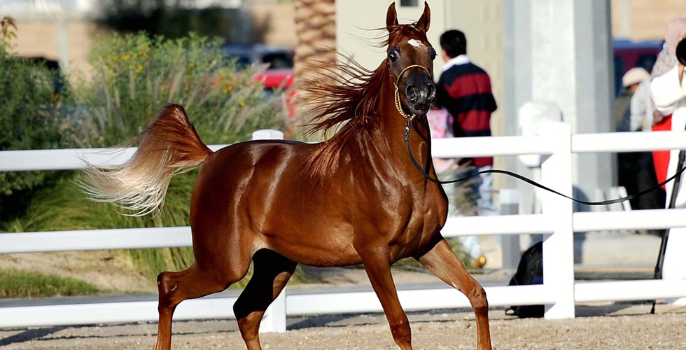 بطولة دبي الدولية لجمال الخيل العربية الأصيلة 2018