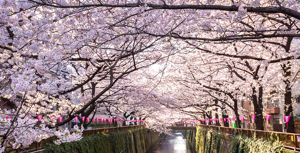 زيارة اليابان في الربيع تحلو بزهر الكرز