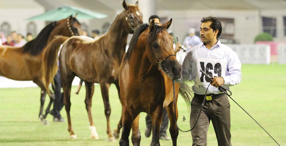 من يفوز ببطولة جمال الخيل العربي في الاحساء؟