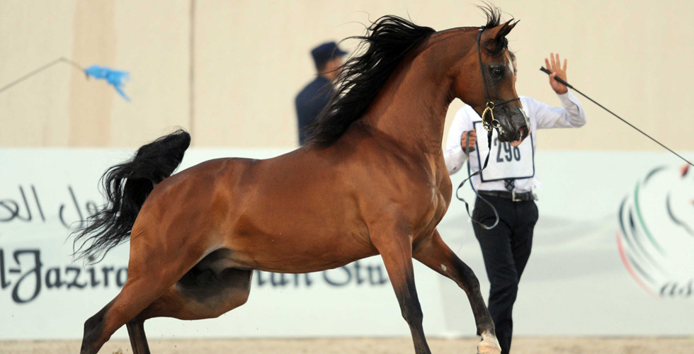 رزنامة البطولات للخيل العربية الأصيلة