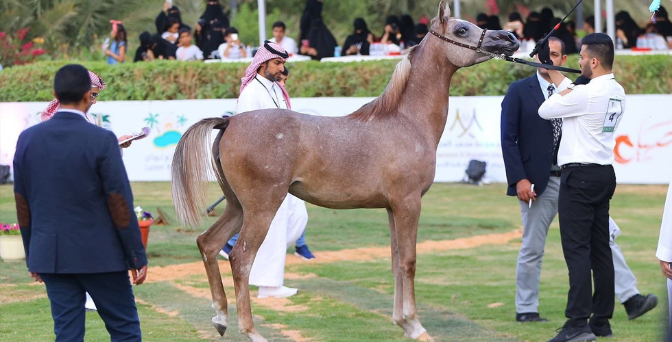 السعوديون خبراء في الخيل العربية الأصيلة