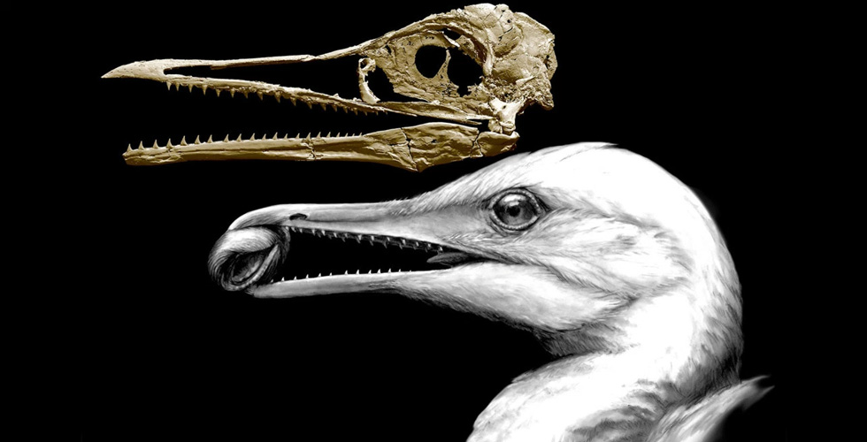 طائر بصفة ديناصور منذ ملايين السنوات