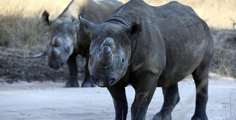  وحيد القرن الأسود يعود الى موطنه