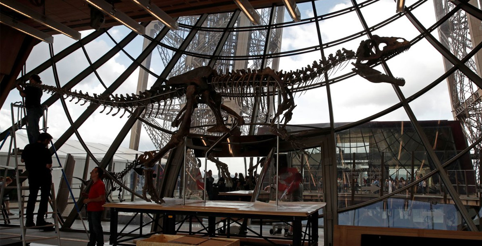 ديناصور مجهول يُباع في باريس