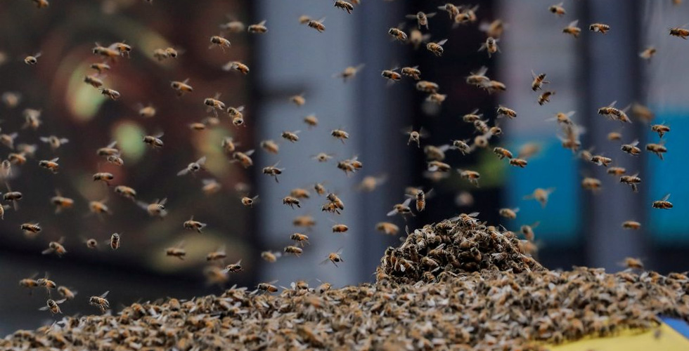 حين يُقفل النحل ساحة تايمز سكوير في نيويورك