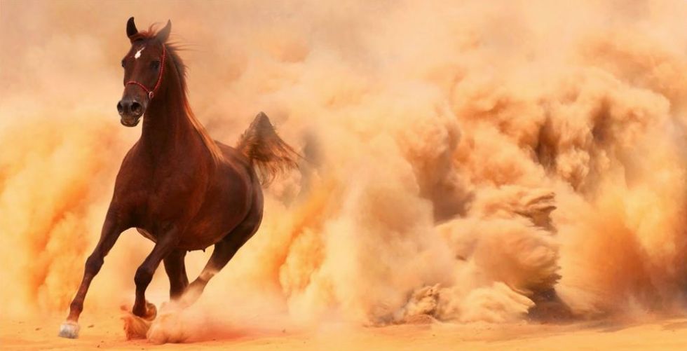 الحصان العربي الاكثر أصالة يصل سعره الى 10ملايين دولار 