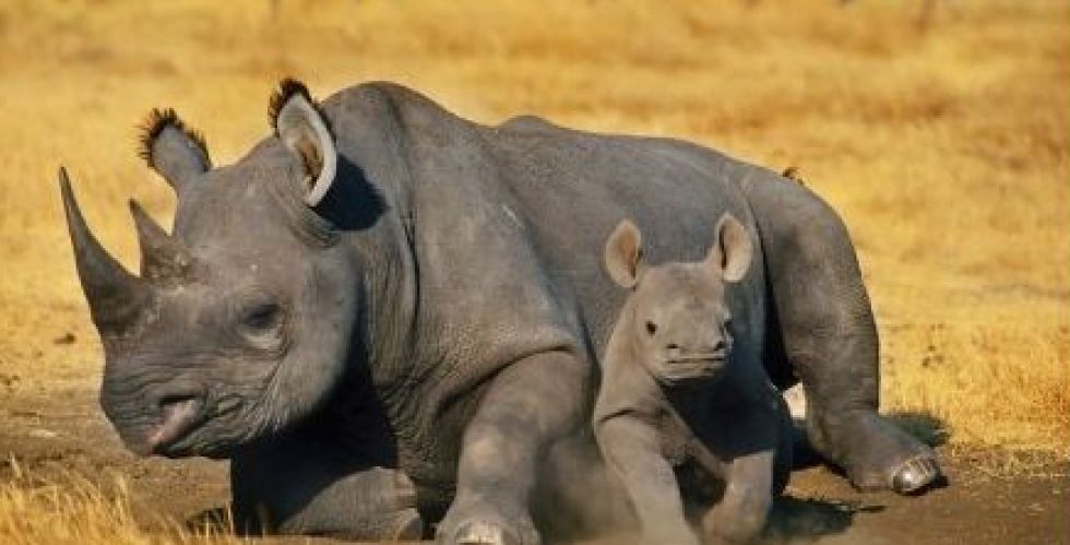 وحيد القرن الأسود النادر يتعافى