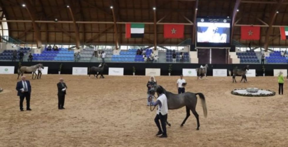كأس الإمارات العالمي لجمال الخيل العربية بالمغرب